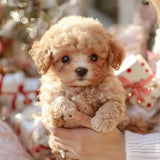 Realistic Robots Puppy